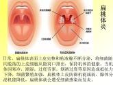 5.4.4 细菌和真菌在自然界中的作用（教学课件）人教版八年级生物上册