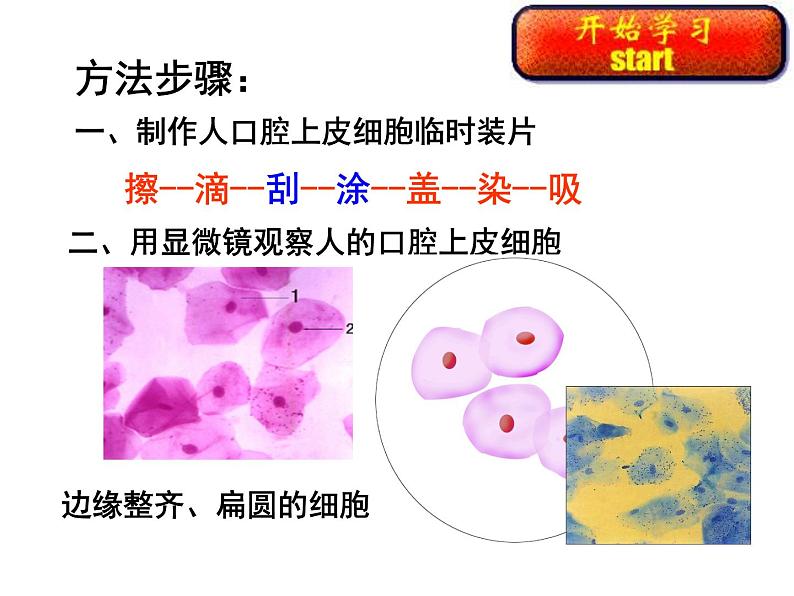 鲁科版六年级上2.1.3观察动物细胞课件06