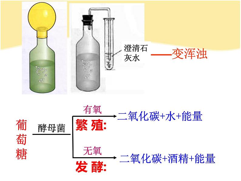 5.4.5人类对细菌和真菌的利用 教学课件 人教版 八年级上册第6页