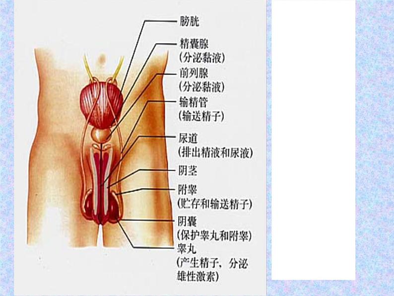 19.1人的生殖和发育课件2023--2024学年北师大版生物八年级上册03