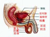 19.1人的生殖和发育课件2023--2024学年北师大版生物八年级上册