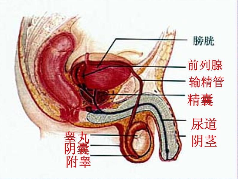 19.1人的生殖和发育课件2023--2024学年北师大版生物八年级上册05