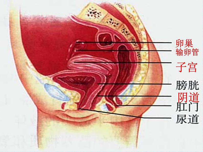 19.1人的生殖和发育课件2023--2024学年北师大版生物八年级上册06