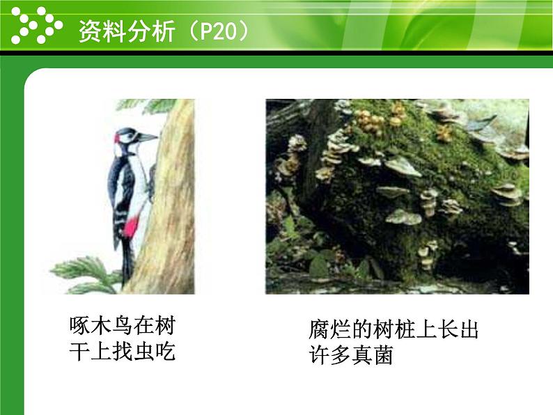 1.2.2生物与环境组成生态系统 课件人教版 七年级上册05