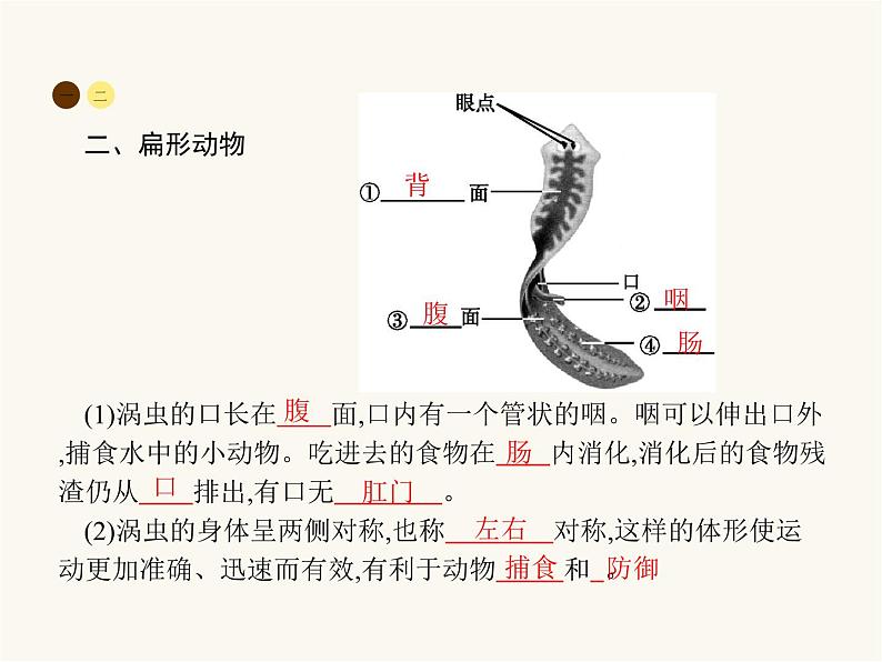 人教版八年级生物上册第5单元生物圈中的其他生物第1章第1节腔肠动物和扁形动物课件04