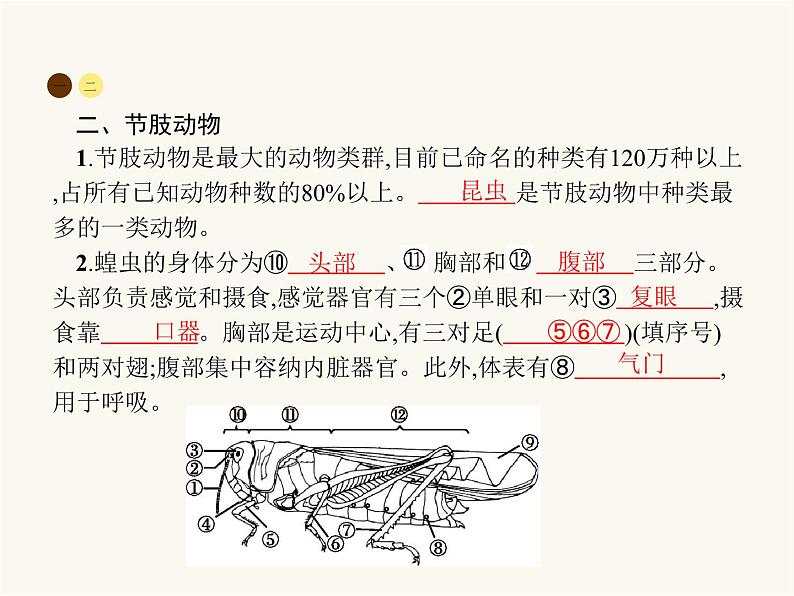 人教版八年级生物上册第5单元生物圈中的其他生物第1章第3节软体动物和节肢动物课件03