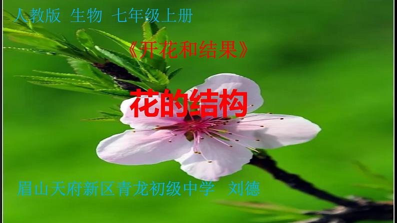 《开花和结果》视频+练习01