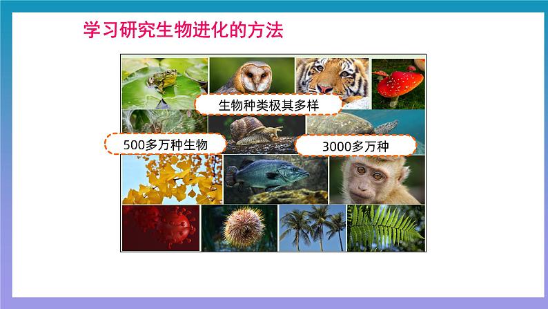 【核心素养】人教版八年级下册7.3.2《生物进化的历程》课件＋课时练习＋教案（含教学反思）05