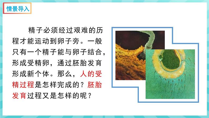 8.1 精卵结合孕育新的生命 课件—2023---2024学年苏教版生物七年级下册02