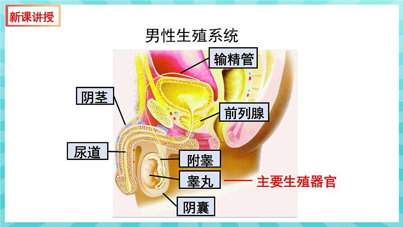 8.1 精卵结合孕育新的生命 课件—2023---2024学年苏教版生物七年级下册06