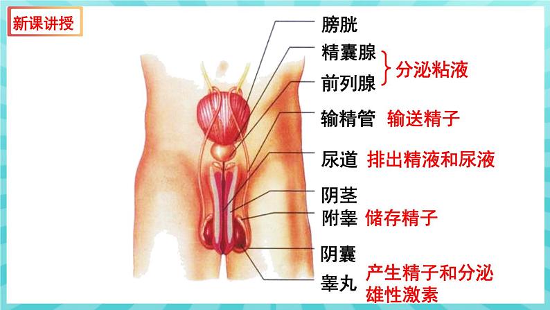 8.1 精卵结合孕育新的生命 课件—2023---2024学年苏教版生物七年级下册07