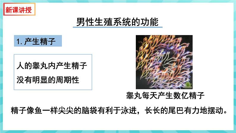 8.1 精卵结合孕育新的生命 课件—2023---2024学年苏教版生物七年级下册08