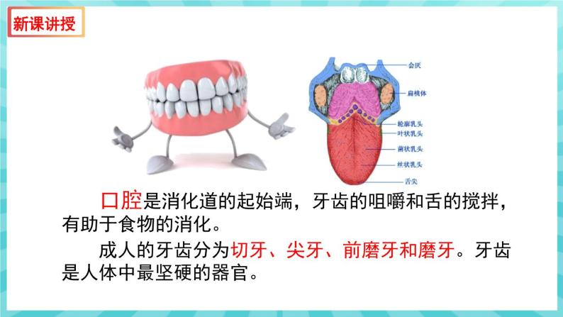 9.2 人体的消化与吸收（第1课时） 课件—2023---2024学年苏教版生物七年级下册05