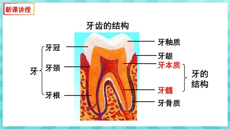 9.2 人体的消化与吸收（第1课时） 课件—2023---2024学年苏教版生物七年级下册06