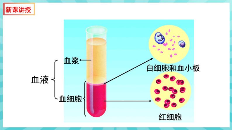 10.1 血液和血型（第1课时） 课件—2023---2024学年苏教版生物七年级下册06