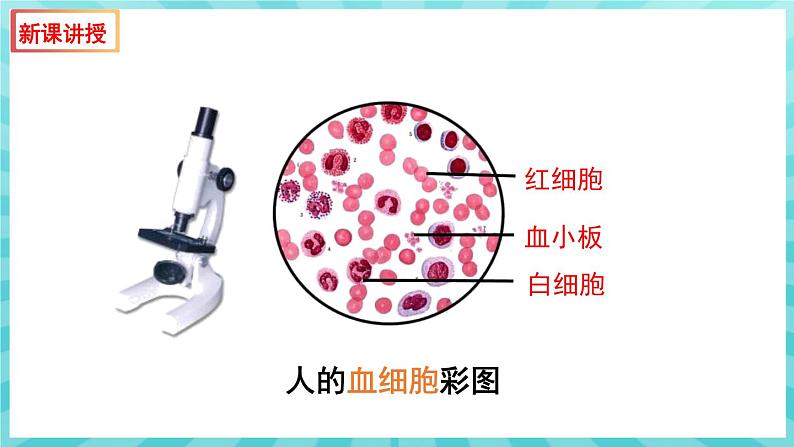 10.1 血液和血型（第1课时） 课件—2023---2024学年苏教版生物七年级下册07