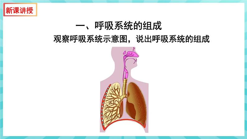 10.3 人体和外界环境的气体交换（第1课时）课件—2023---2024学年苏教版生物七年级下册第4页