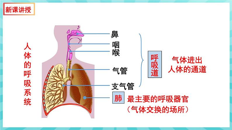 10.3 人体和外界环境的气体交换（第1课时）课件—2023---2024学年苏教版生物七年级下册第5页