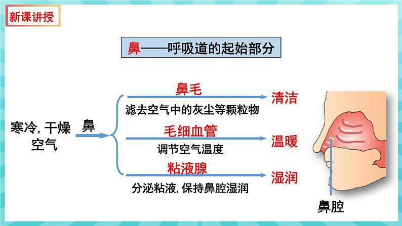 10.3 人体和外界环境的气体交换（第1课时）课件—2023---2024学年苏教版生物七年级下册第6页