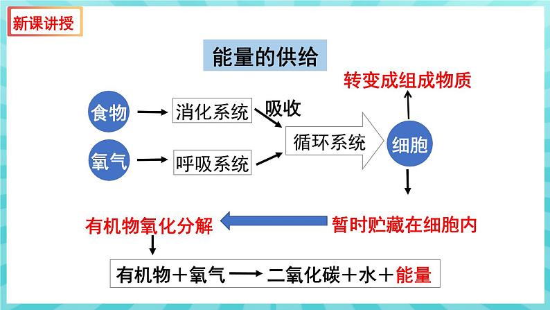 10.5 人体能量的供给 课件—2023---2024学年苏教版生物七年级下册07