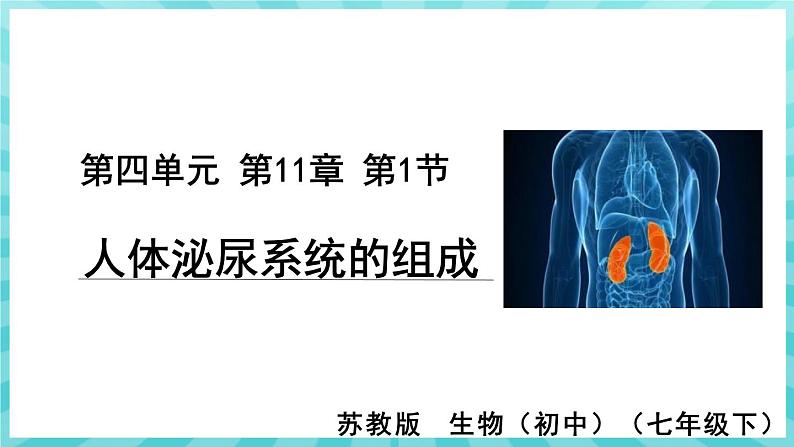 11.1 人体泌尿系统的组成 课件—2023---2024学年苏教版生物七年级下册第1页