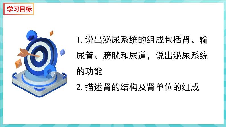 11.1 人体泌尿系统的组成 课件—2023---2024学年苏教版生物七年级下册第3页