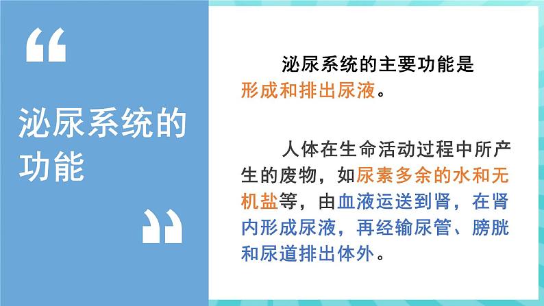 11.1 人体泌尿系统的组成 课件—2023---2024学年苏教版生物七年级下册第5页