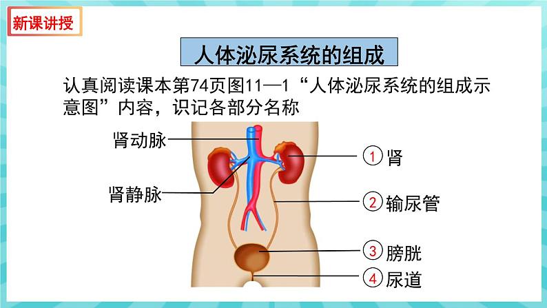 11.1 人体泌尿系统的组成 课件—2023---2024学年苏教版生物七年级下册第6页