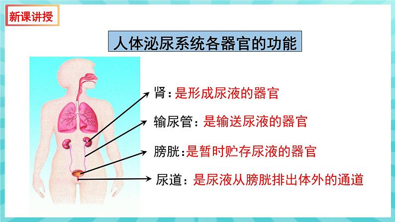 11.1 人体泌尿系统的组成 课件—2023---2024学年苏教版生物七年级下册第7页