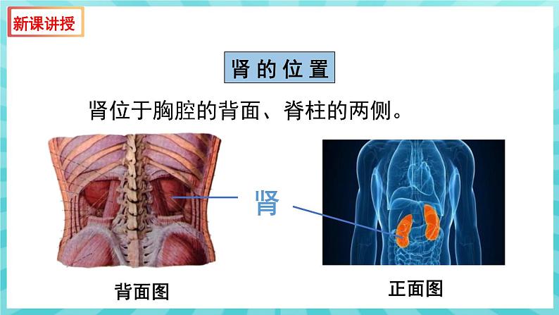 11.1 人体泌尿系统的组成 课件—2023---2024学年苏教版生物七年级下册第8页