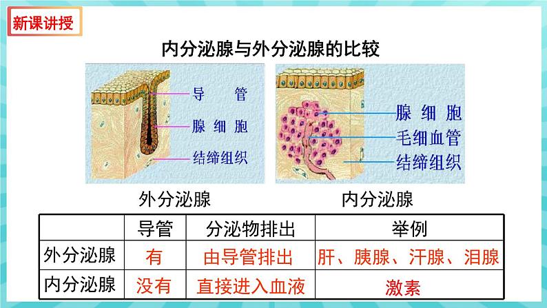 12.1 人体的激素调节 课件—2023---2024学年苏教版生物七年级下册05