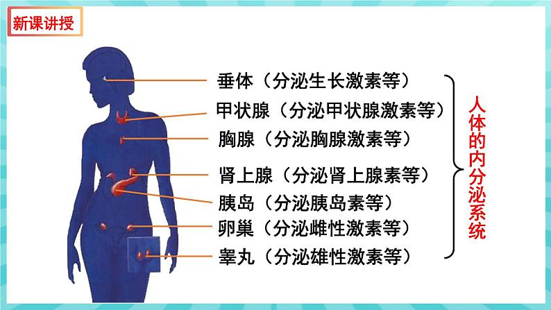 12.1 人体的激素调节 课件—2023---2024学年苏教版生物七年级下册08