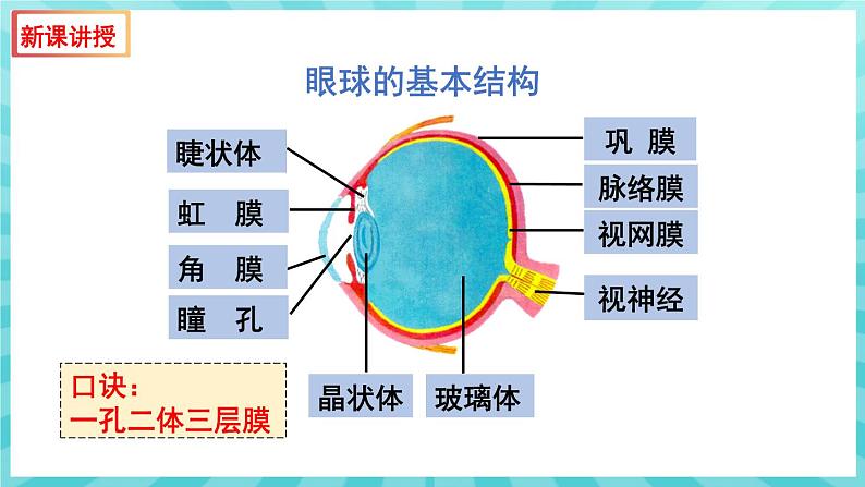 12.3 人体感知信息（第1课时）课件—2023---2024学年苏教版生物七年级下册05