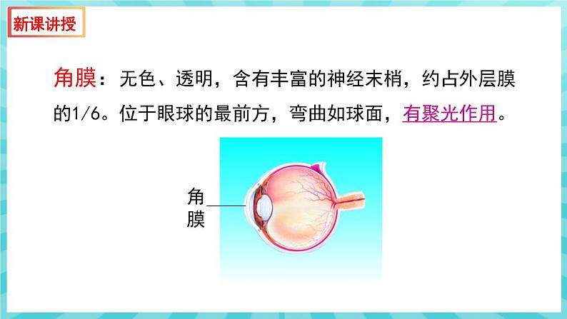 12.3 人体感知信息（第1课时）课件—2023---2024学年苏教版生物七年级下册06