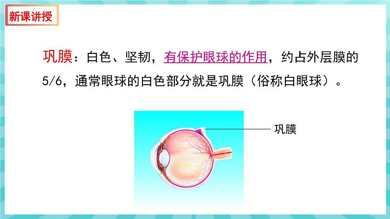 12.3 人体感知信息（第1课时）课件—2023---2024学年苏教版生物七年级下册07