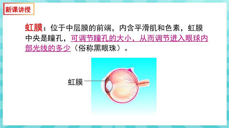 12.3 人体感知信息（第1课时）课件—2023---2024学年苏教版生物七年级下册08