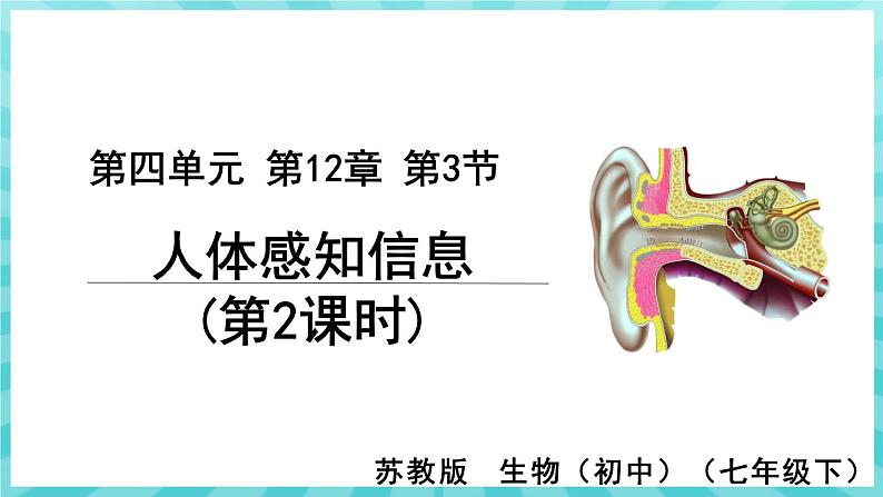 12.3 人体感知信息（第2课时）课件—2023---2024学年苏教版生物七年级下册01