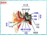 12.3 人体感知信息（第2课时）课件—2023---2024学年苏教版生物七年级下册