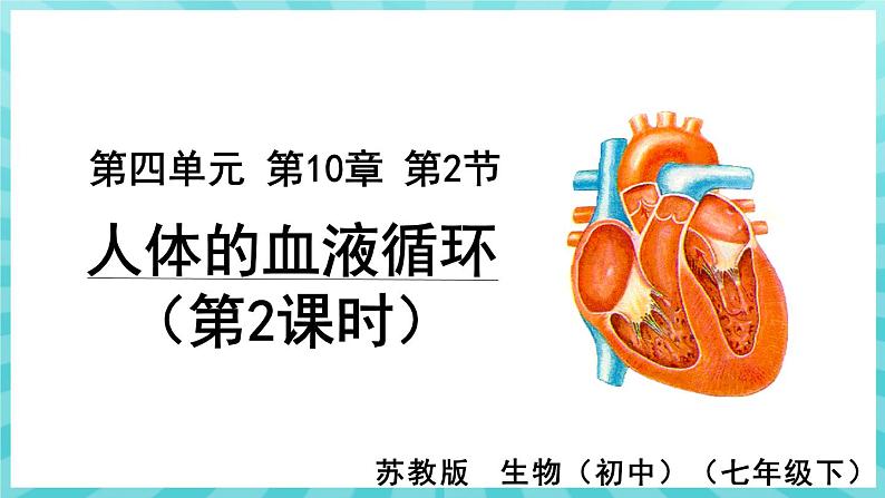 10.2 人体的血液循环 (第2课时)课件—2023---2024学年苏教版生物七年级下册01