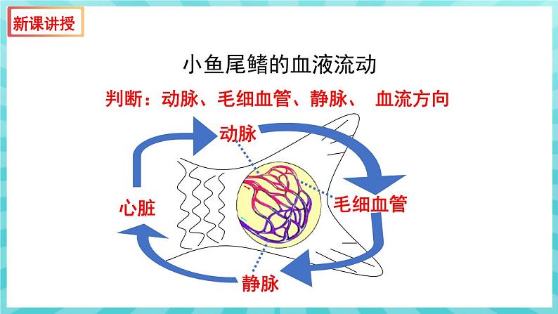 10.2 人体的血液循环 (第2课时)课件—2023---2024学年苏教版生物七年级下册07