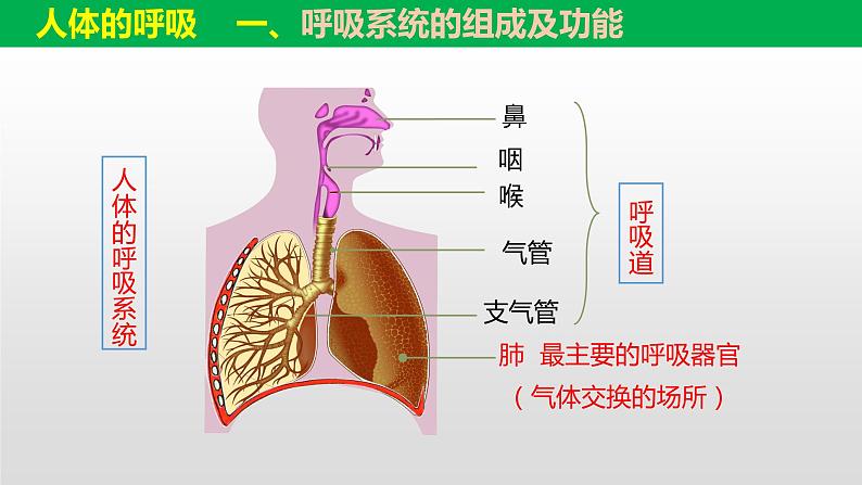 中考一轮复习课件《人体的代谢-人体的呼吸》课件第2页