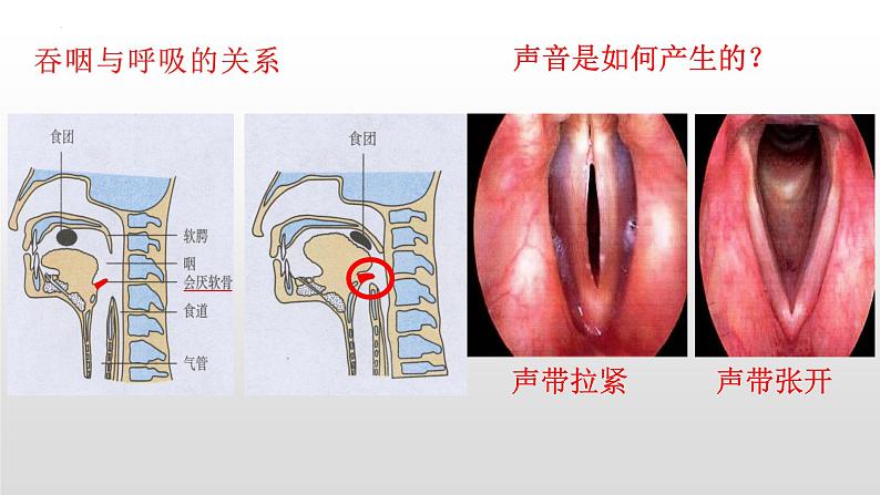 中考一轮复习课件《人体的代谢-人体的呼吸》课件第6页