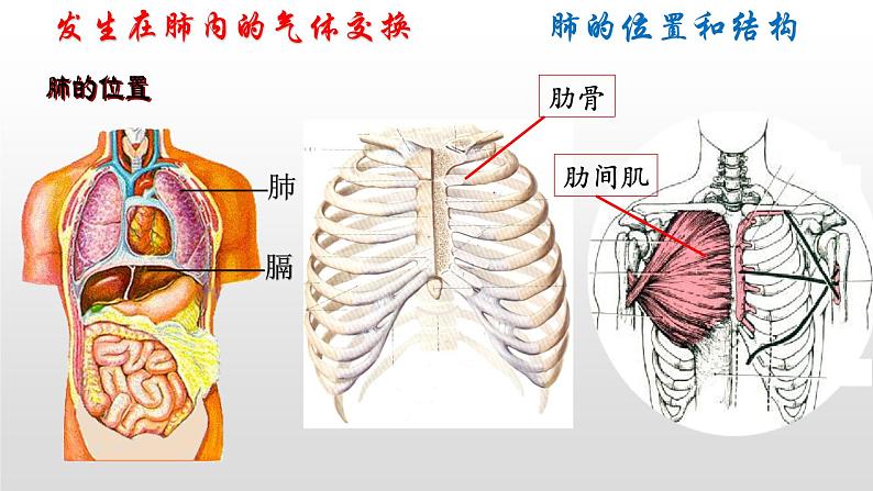 中考一轮复习课件《人体的代谢-人体的呼吸》课件第7页