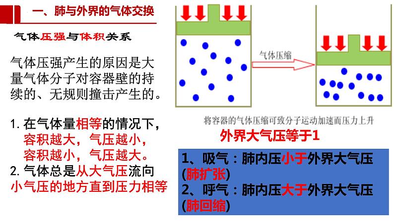 中考一轮复习课件《人体的代谢-人体的呼吸》课件第8页