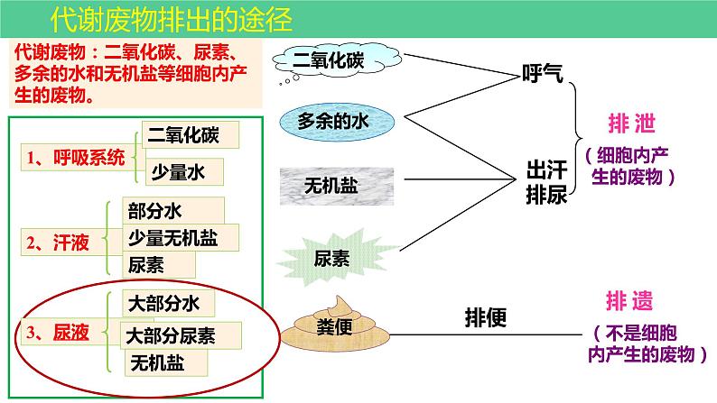 中考一轮复习《人的代谢-人体内废物的排出》课件第2页