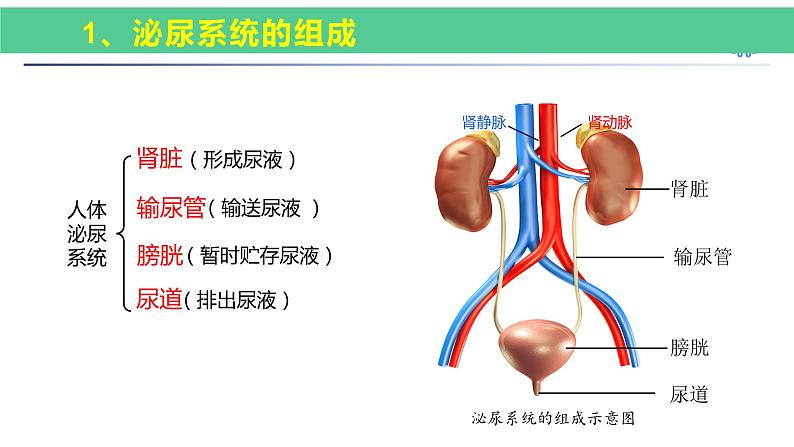 中考一轮复习《人的代谢-人体内废物的排出》课件第3页