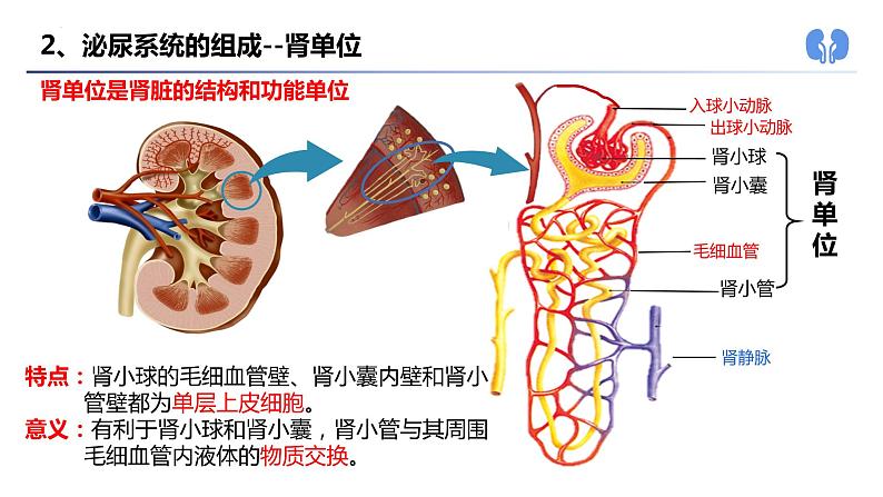 中考一轮复习《人的代谢-人体内废物的排出》课件第4页