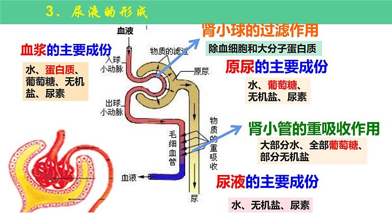 中考一轮复习《人的代谢-人体内废物的排出》课件第5页