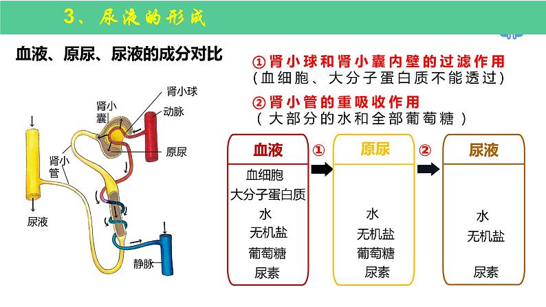 中考一轮复习《人的代谢-人体内废物的排出》课件第6页