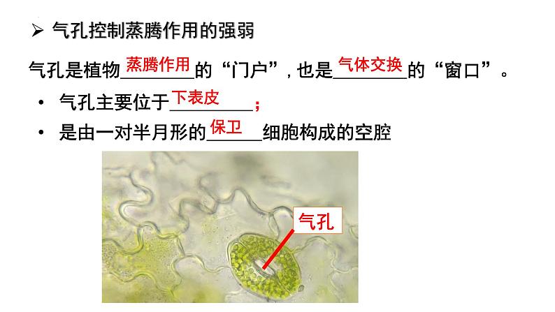 人教版七年级生物上册《绿色植物的三大生理作用》单元复习课件第4页